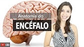 Sistema Nervoso 2/6: Anatomia do Encéfalo e Estruturas de Proteção | Anatomia e etc.