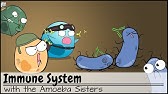 Immune System