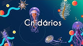Cnidários - Brasil Escola