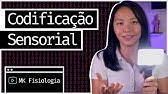 CODIFICAÇÃO SENSORIAL: MODALIDADE, LOCALIZAÇÃO, INTENSIDADE E DURAÇÃO DOS ESTÍMULOS | MK Fisiologia