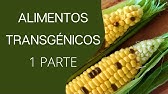 Alimentos Transgénicos 1° parte: Laboratorio