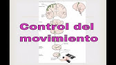 Control del movimiento. Neurociencias