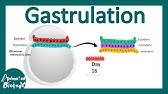 Gastrulation | what happens during gastrulation? | week 3 of embryonic development