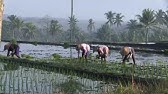 COMPLEX ADAPTIVE RICE CULTIVATION