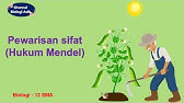 Pewarisan sifat (Hukum Mendel) - Biologi kelas 12 SMA