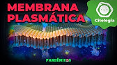 Membrana plasmática