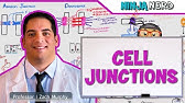 Cell Junctions