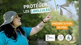 Protéger les libellules ... Présentation du PNA