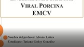 Encefalomiocarditis Viral Porcina, EMC