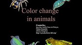 Color change in fish with biological explanation and DIY instructions