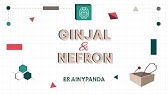 Ginjal: Anatomi dan Fisiologi | Ilmu Biomedik Dasar | Brainy Panda