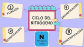 CICLO DEL NITRÓGENO Y SUS ETAPAS (Fijación, Nitrificación, Amonificación y Desnitrificación)