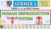 SCIENCE 5 || QUARTER 2 WEEK 1 - 2 | HUMAN REPRODUCTIVE SYSTEM | MELC-BASED