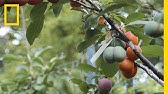 This Crazy Tree Grows 40 Kinds of Fruit | National Geographic