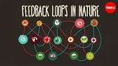 Feedback loops: How nature gets its rhythms - Anje-Margriet Neutel