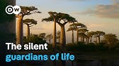 The baobab tree - A universe of its own | DW Documentary