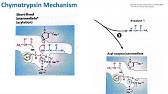 Chymotrypsin Mechanism | Biochemistry