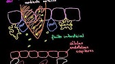 Biologia - Resposta Inflamatória (Khan Academy)