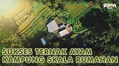 Cerita Sukses Ternak Ayam Kampung! Untung Besar dg Kandang Terintegrasi Maggot!