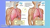 L'apparato respiratorio (prima parte).