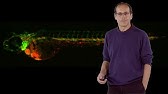 Didier Stainier (MPI) 3: Genetic Compensation