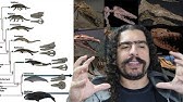 Origem e Evolução das Baleias (#Pirula 266)