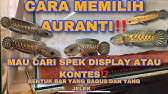 HINDARI AURANTI DENGAN BENTUK BAR SEPERTI INI⁉️ CARA MEMILIH AURANTI SPEK KONTES DAN DISPLAY‼️