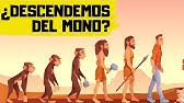 🐒TEORÍA de la EVOLUCIÓN de DARWIN |✅ EXPLICACIÓN RÁPIDA y SENCILLA