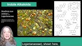 Plant Secondary Metabolism: Alkaloids