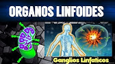 LOS ÓRGANOS LINFOIDES | FUNCIONES | TEMAS DE INMUNOLOGÍA