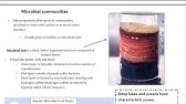 Microbial Ecology Lecture Notes