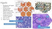 Histología sistema digestivo y glándulas