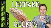 Leopard Gecko, The Best Pet Reptile?