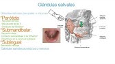 Glándulas salivales - Parótida, submandibular, sublingual y accesorias.