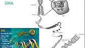 Aulaintroduçãogenética MichelleEaD