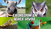 🔵🔴 La mejor explicación SISTEMA EXCRETOR EN ANIMALES / José Moreno Biólogo