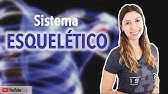 Sistema Esquelético 1/5: Introdução | Anatomia e etc