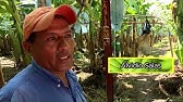 Las fincas de plátano. La cosecha y el cultivo es espectacular y ocurre en Chiapas.