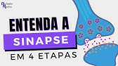 COMO A SINAPSE e o potencial de ação ACONTECEM!
