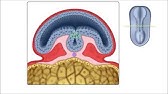 Neurulação (em português) - Terceira semana do desenvolvimento embrionário