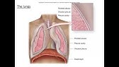 Respiratory System Part 3 - Trachea and Lungs