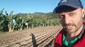 Como iniciar um plantio de banana. Produtor Dionei Gadotti