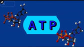 أدينوسين ثلاثي الفوسفات | Adenosine Triphosphate (ATP)