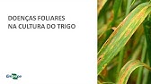 TRIGO - DOENÇAS FOLIARES