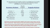 LECTURE:  Skeletal Muscle Biomechanics | Introduction