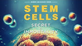 Stem Cells: The Secret To Immortality FULL DOCUMENTARY | The Dock