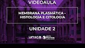VIDEOAULA - MEMBRANA PLASMÁTICA - HISTOLOGIA E CITOLOGIA