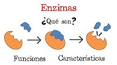 💥 ¿Qué son las Enzimas? 💥  [Fácil y Rápido] | BIOLOGÍA |