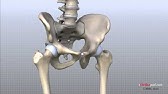 Hip Anatomy Animated Tutorial