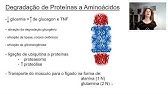 Metabolismo de Aminoácidos